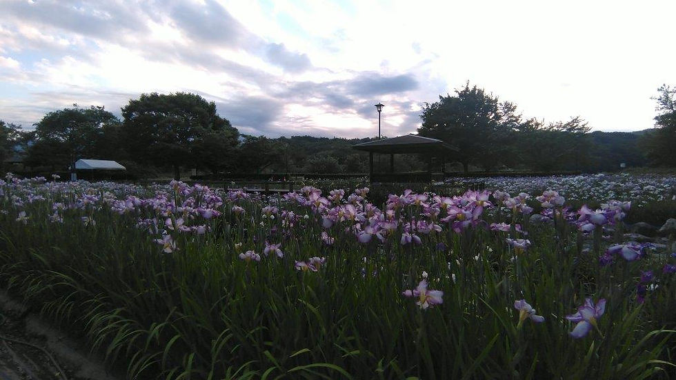 あやめ公園のあやめ③